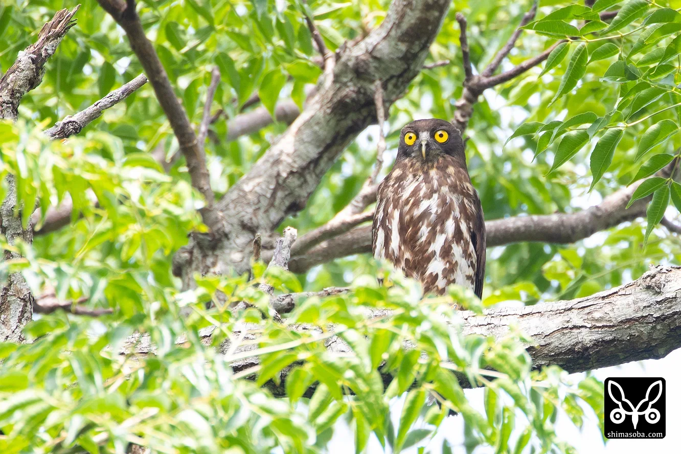 リュウキュウアオバズク