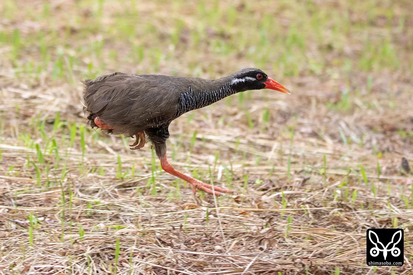 ヤンバルクイナ