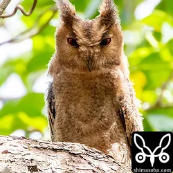 リュウキュウオオコノハズク