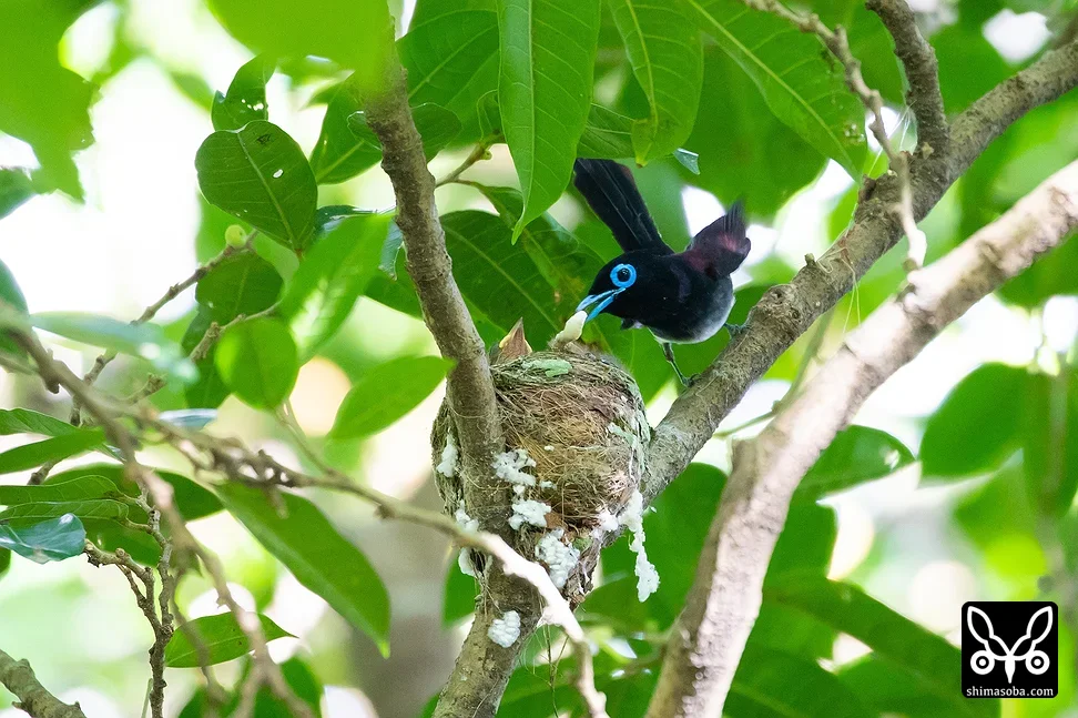 リュウキュウサンコウチョウ