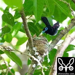 リュウキュウサンコウチョウ