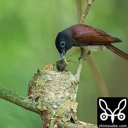 リュウキュウサンコウチョウ