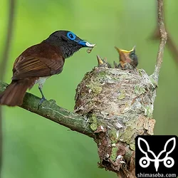 リュウキュウサンコウチョウ