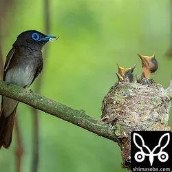 リュウキュウサンコウチョウ
