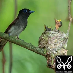 リュウキュウサンコウチョウ