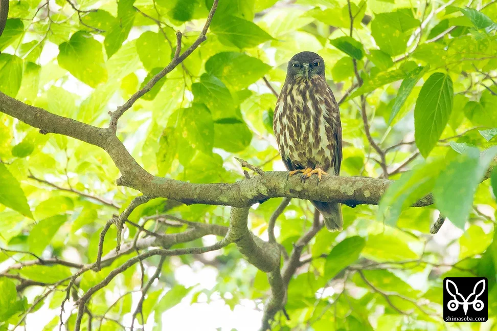 リュウキュウアオバズク