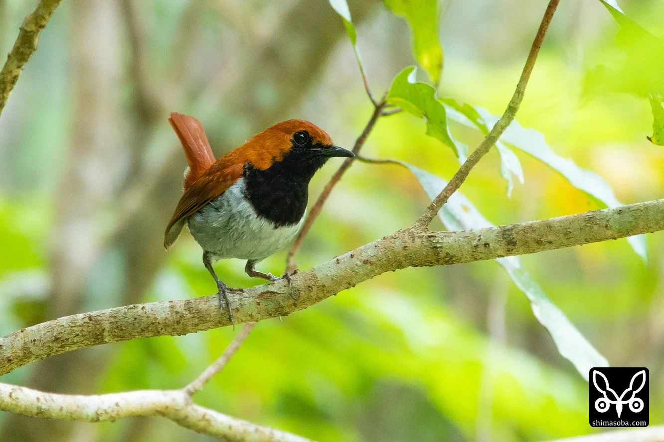 ホントウアカヒゲ