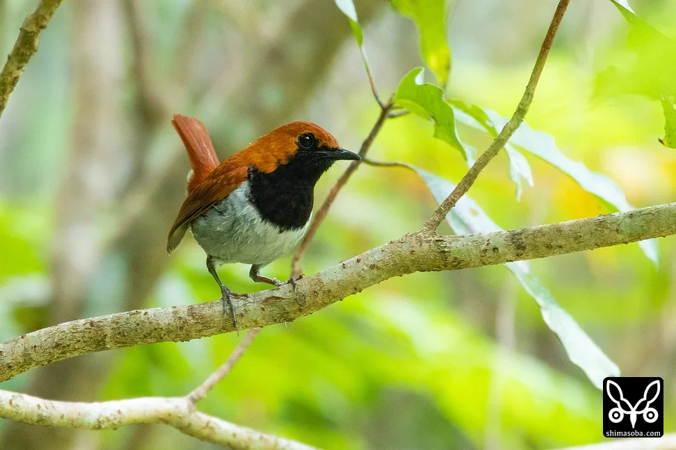 ホントウアカヒゲ