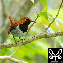 ホントウアカヒゲ巣材運び　アカショウビンの営巣木倒壊