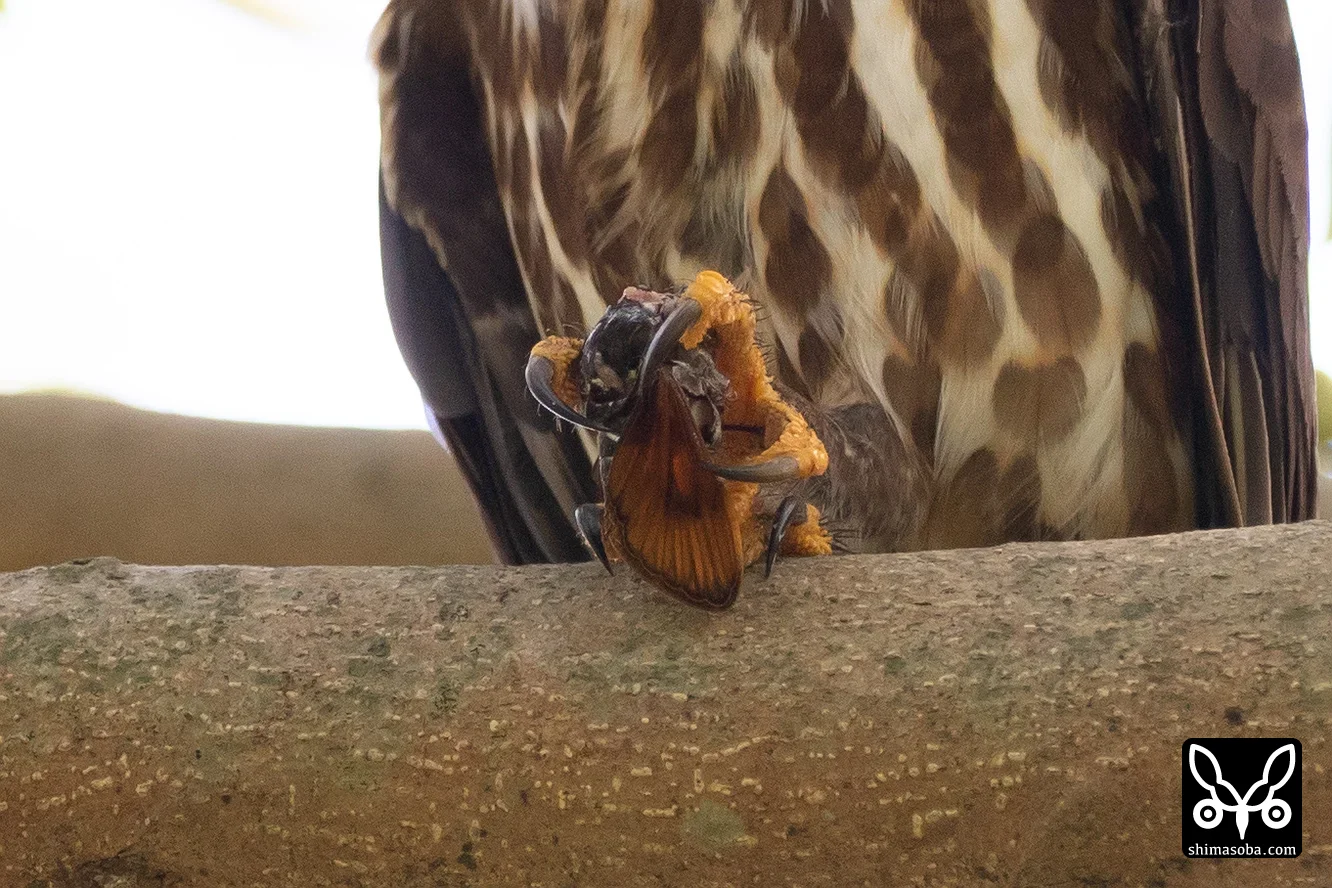 リュウキュウアオバズク