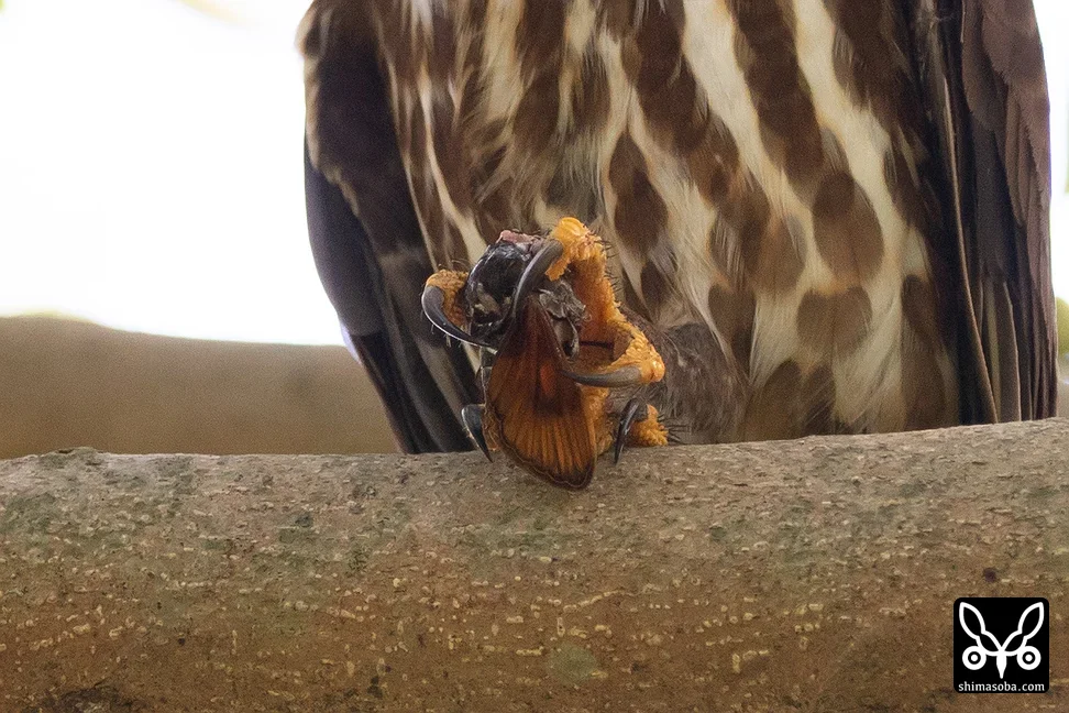 リュウキュウアオバズク