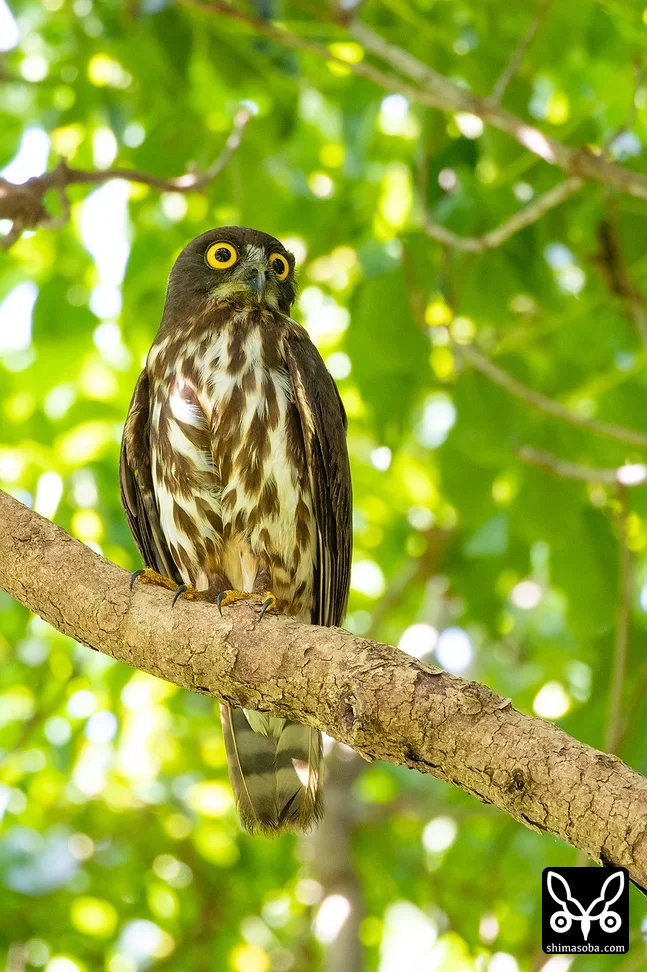 リュウキュウアオバズク