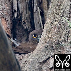 樹洞の入り口を塞ぐように座るアオバズクのメス。