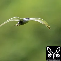 クロハラアジサシ