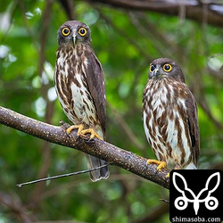 親鳥は、並んで巣立ちビナを見守っていました。左がメスで右がオスのアオバズク。なんとなく雌雄の違いが分かりますね。^^