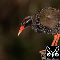 ヤンバルクイナ