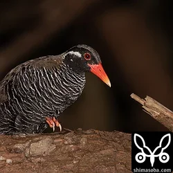 ヤンバルクイナ