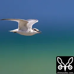 コアジサシ