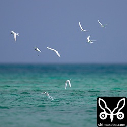 沖合では、ベニアジサシとエリグロアジサシの群れが集団で狩りをしていた。