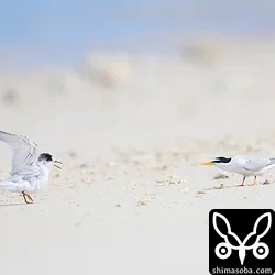 コアジサシ
