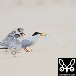 コアジサシ