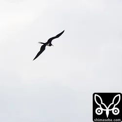 目の前を飛ぶコグンカンドリの幼鳥。望遠レンズを持っていたらと悔やまれます。
