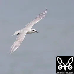 ハシブトアジサシ