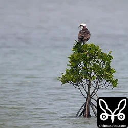ミサゴ