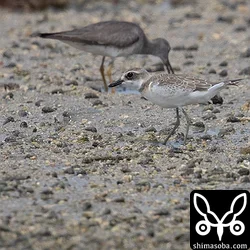オオメダイチドリ