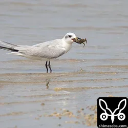 ハシブトアジサシ早めの飛来