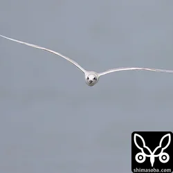 ハシブトアジサシ正面顔。アジサシの仲間で、体に対して翼は長めの方ですね。