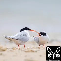 ベニアジサシ