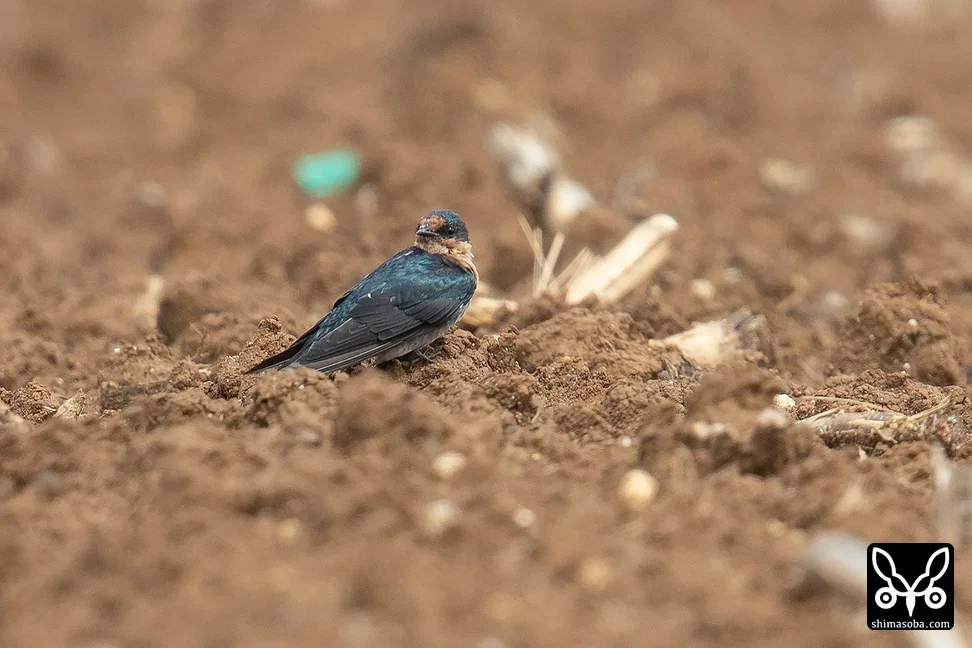 リュウキュウツバメ