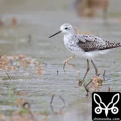 シギ、チドリ、カモの渡り始まる