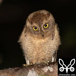 リュウキュウコノハズク