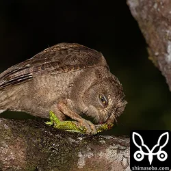 リュウキュウコノハズク