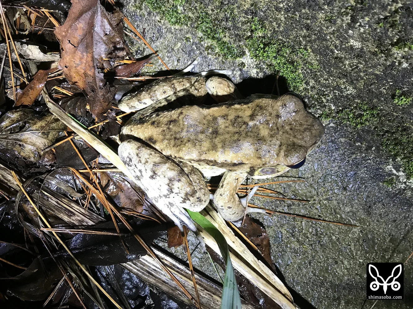 ホルストガエル
