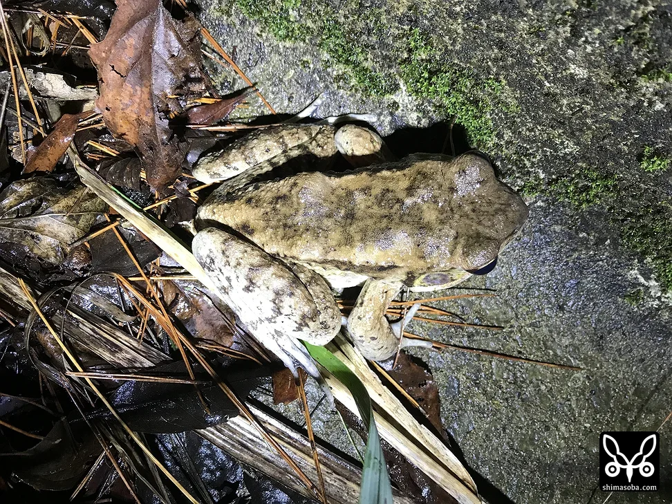 ホルストガエル