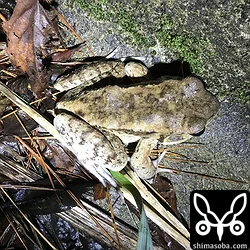 リュウキュウカジカガエルの次によくみるのがホルストガエルです。こちらはかなり大きくかっこいいカエルです。