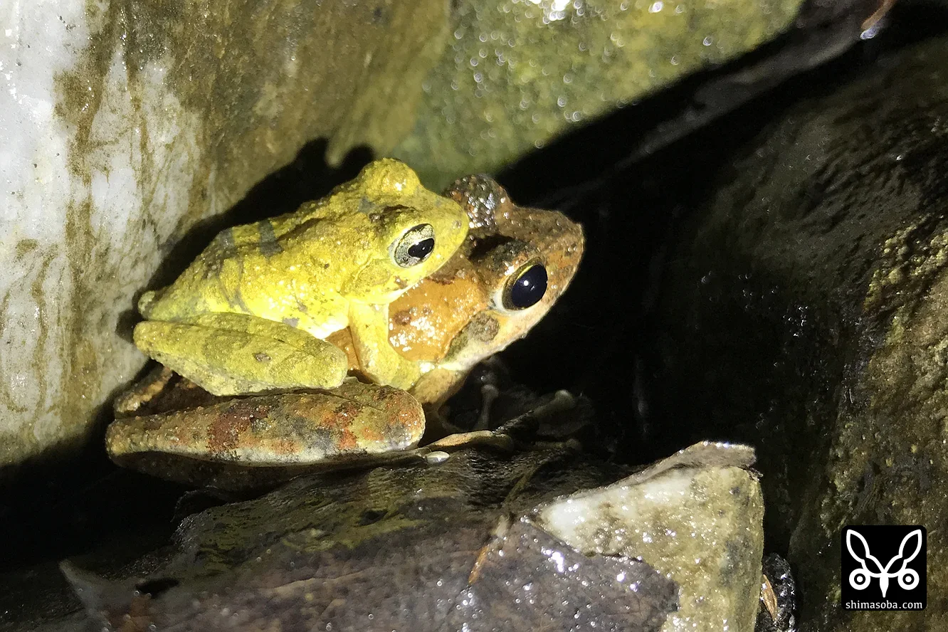 リュウキュウカジカガエル
