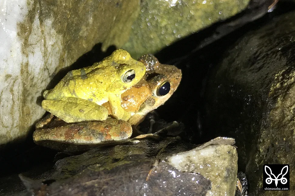 リュウキュウカジカガエル