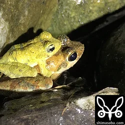 リュウキュウカジカガエル