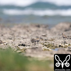 ムナグロは複数羽の群れ。干潟や田んぼでも見られるようになった。