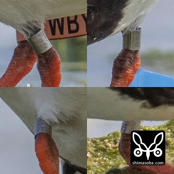 キョウジョシギ