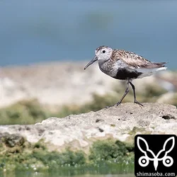 ハマシギ