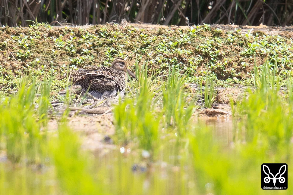 チュウジシギ