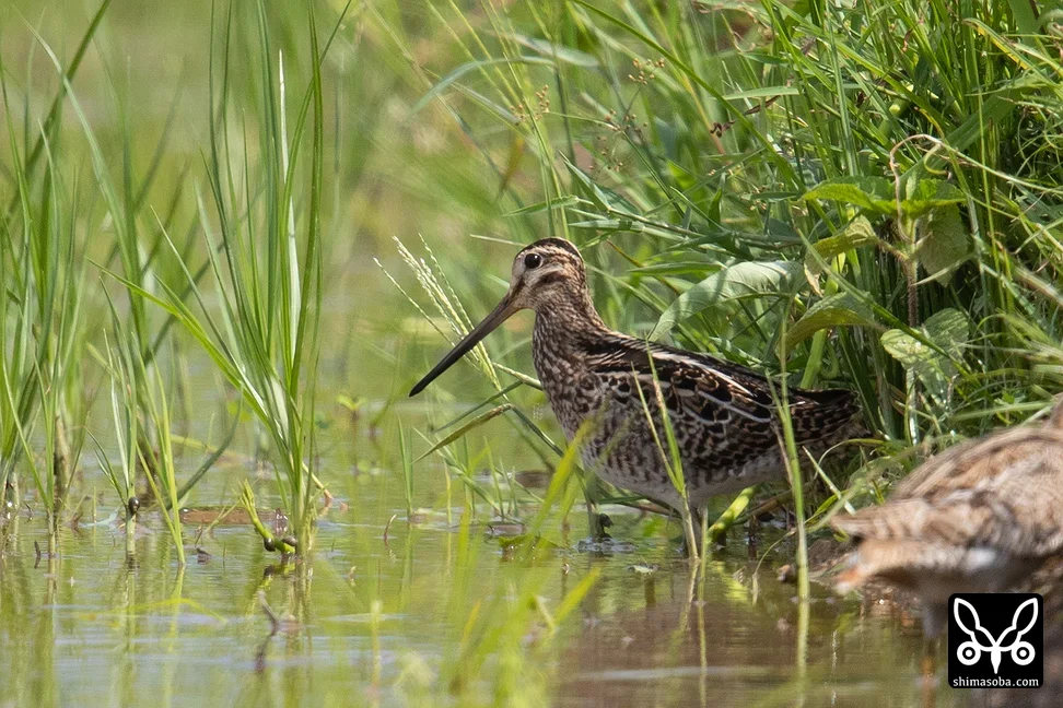 チュウジシギ