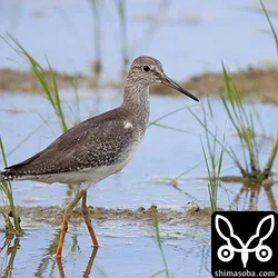 アカアシシギ