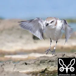 メタルリング付きのシロチドリ。フラッグは最初から付いていないのか途中で取れてしまったのか。