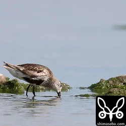 海岸の渡り鳥、シギとチドリたち
